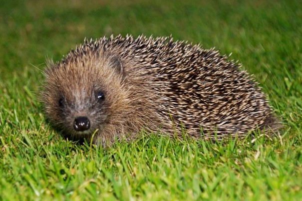 hedgehogs-fig-1.jpg?w=605&h=404